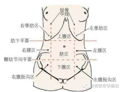 腹部四分法脏器图图片