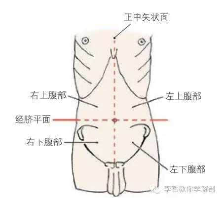 腹部四分法图片图片