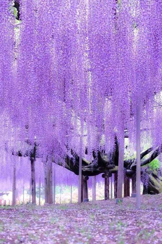 紫藤萝瀑布想象图片